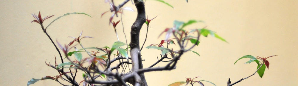 Фанат ЗЕНИТа